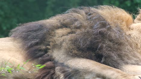 Ruhender-Afrikanischer-Löwe,-Der-Sich-Hinlegt,-Atmet-Hautnah