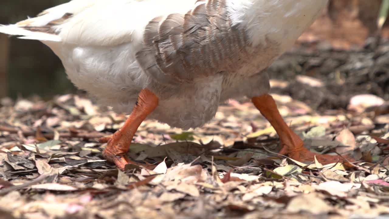 un gran pato blanco y marrón camina hacia el lago, de pico a pies cerca