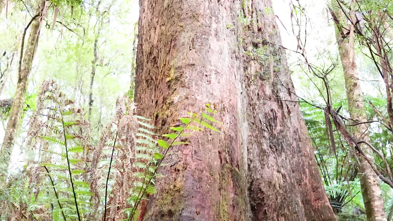 Tall trees and lush ferns in serene rainforest