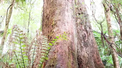 tall trees and lush ferns in serene rainforest