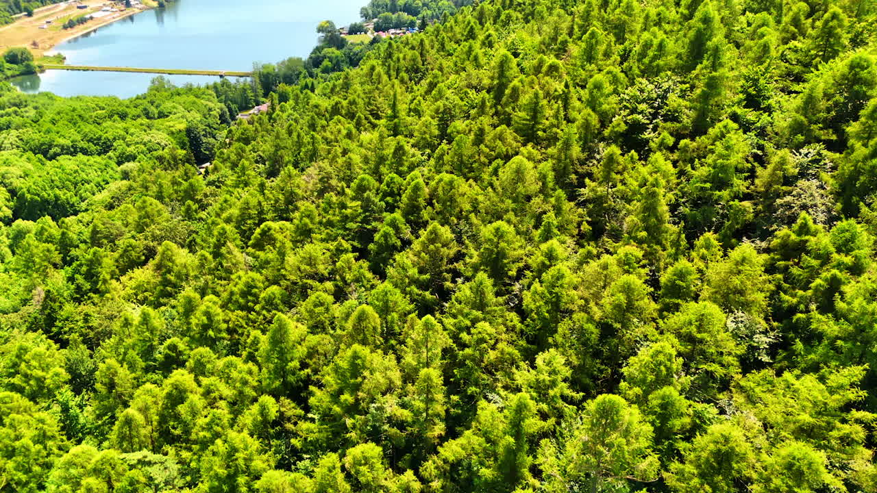 Lush green forest with water reflections. A dense forest showcases vibrant greenery beside a tranquil body of water under bright daylight