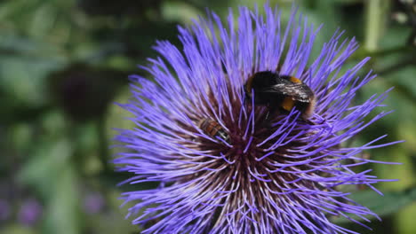 primer plano de un abejorro, recogiendo polen en una hermosa flor