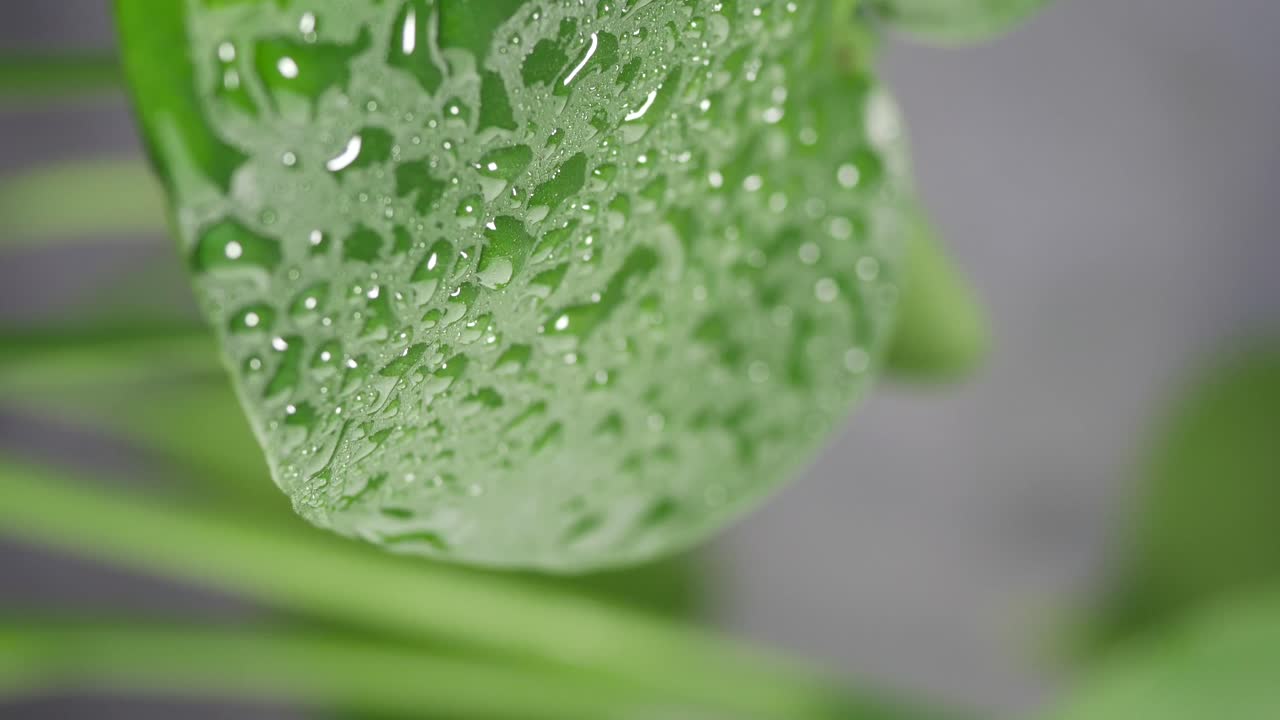 Close-up di una foglia verde con gocce d'acqua