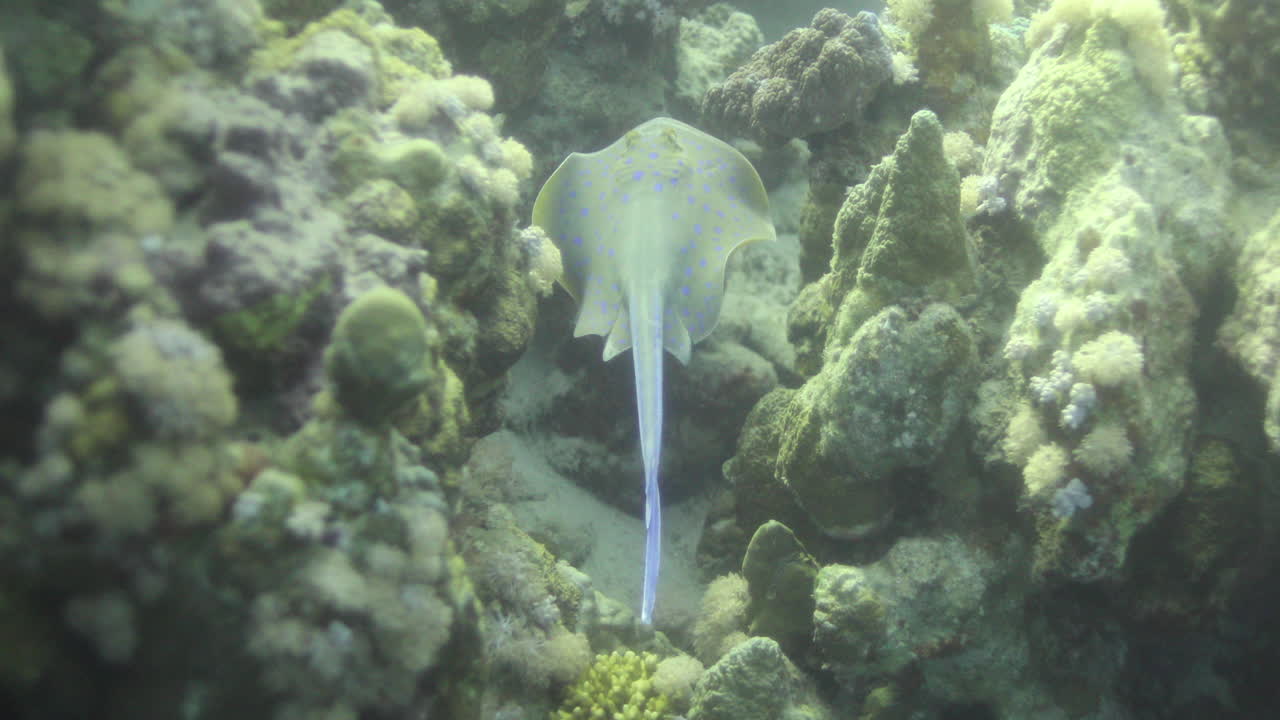 藍斑魚在紅海的珊瑚礁旁邊
