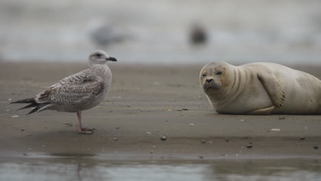 Cerca-De-Una-Foca-Mirando-Una-Gaviota-Cercana-En-Una-Playa-De-Arena,-Con-Las-Olas-Rompiendo-En-El-Fondo