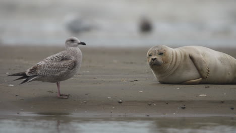 cerca de una foca del puerto mirando a una gaviota cerca en una playa de arena, con las olas chocando en el fondo