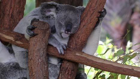 koala agarrando y descansando en una rama de eucalipto