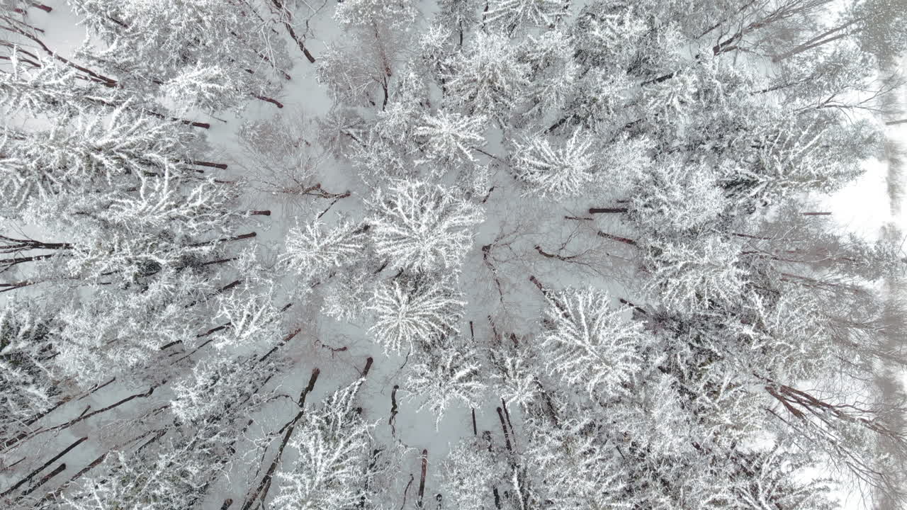 antena de arriba hacia abajo sobre pinos cubiertos de nieve en el frío bosque de invierno