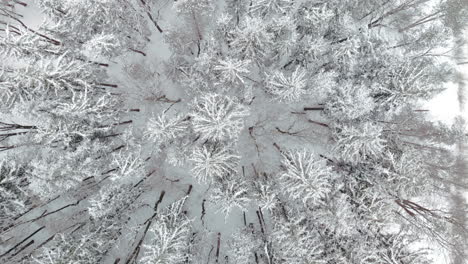 top down aerial over snow covered pine trees in cold winter forest