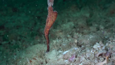 brown robust ghost pipefish over sandy ocean floor