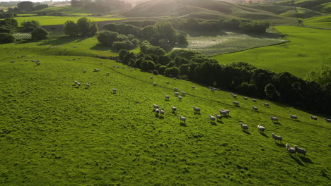 Flock-of-sheep-running-on-vibrant-meadow-during-golden-sunset-in-New-Zealand,-aerial-view
