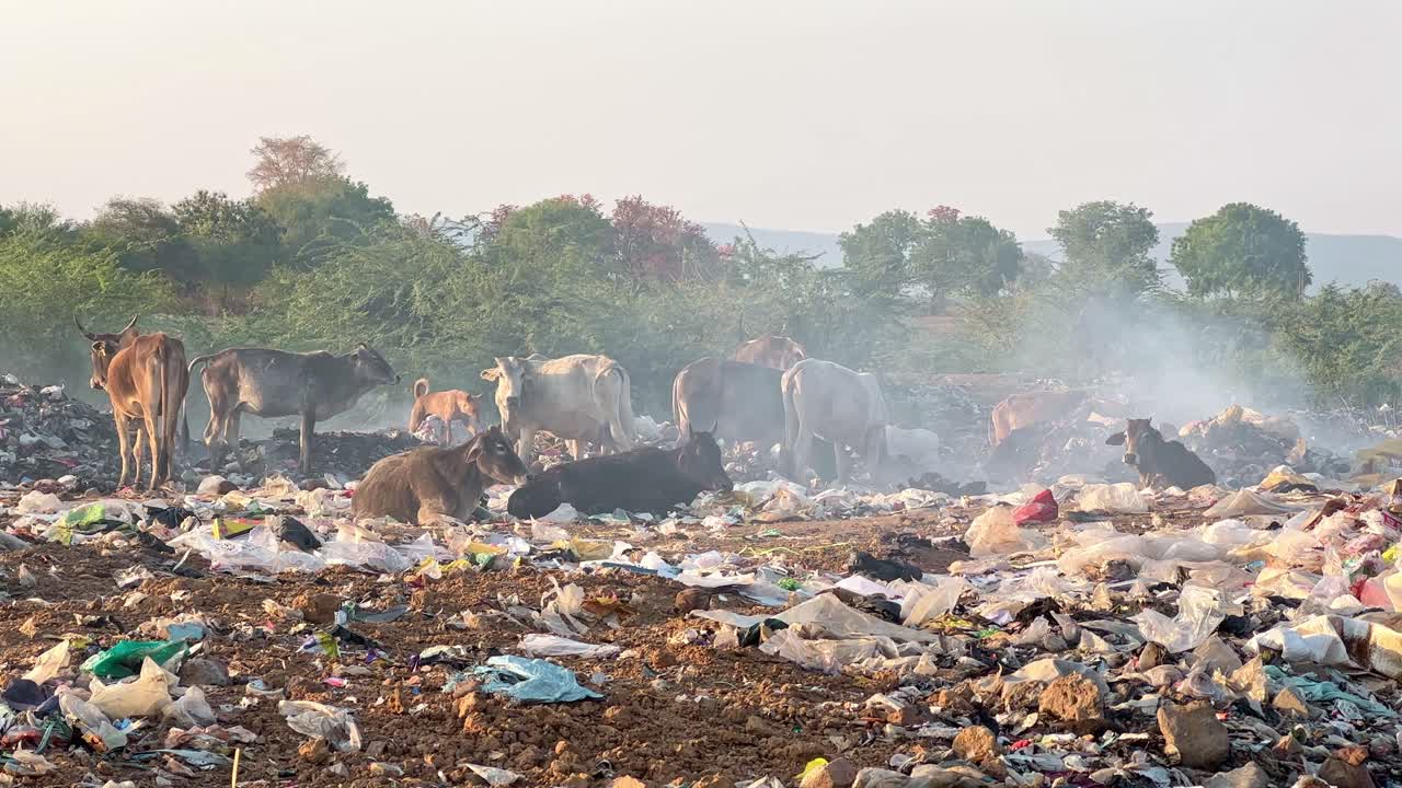 wide angle shot of a big hard of cow standing resting and eating at the garbage dump yard