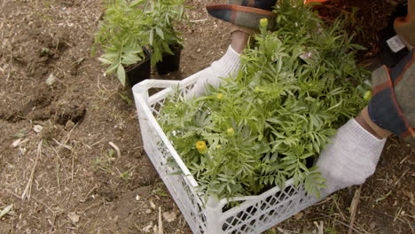 vista superior de las manos de un activista sacando pequeños árboles de una caja para plantarlos en el bosque