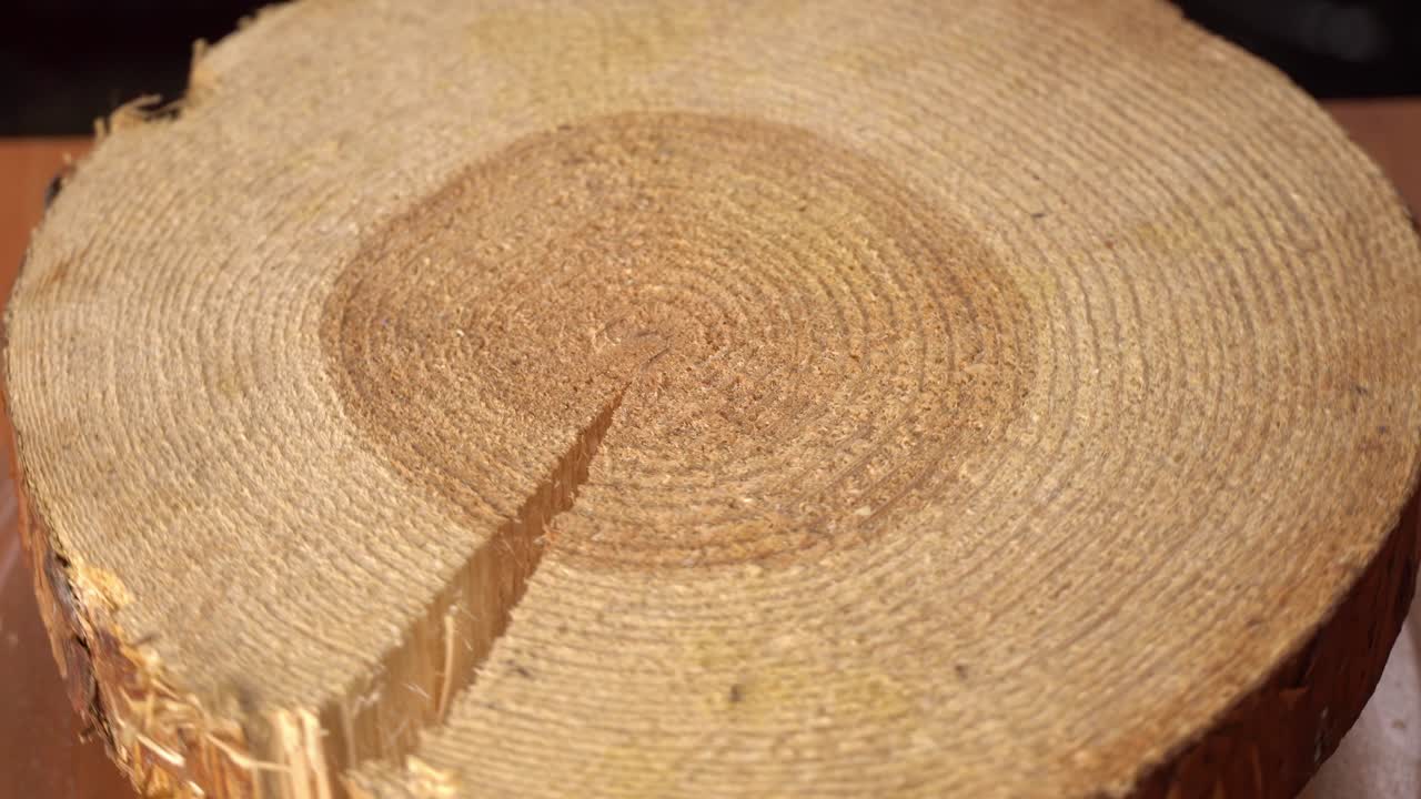 la sección transversal del viejo pino gira.