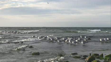 seagulls at the beach in the evening