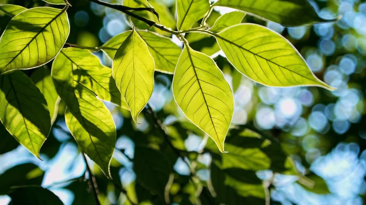 Close-up video of sunlit green leaves with a bokeh background. Shot from a low angle