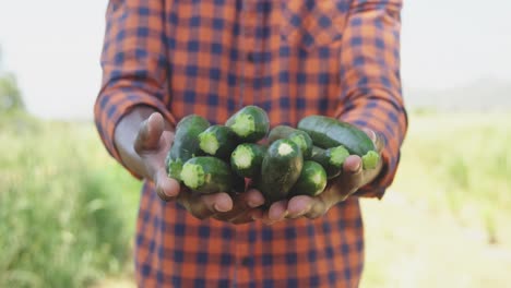 organic produce