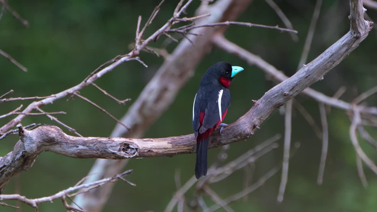 rascándose la cabeza con el pie izquierdo y luego mira a la derecha como se ve desde atrás, pico ancho negro y rojo, cymbirhynchus macrorhynchos, parque nacional kaeng krachan, tailandia