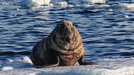 walrus on ice floe