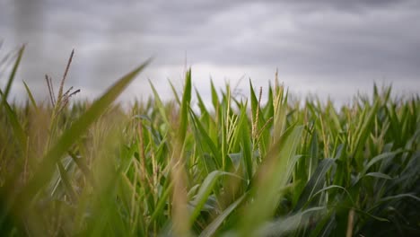 Close-up-of-corn-tassels-rack-focussing-onto-a-large-field-of-plants-waving-in-the-warm-evening-breeze