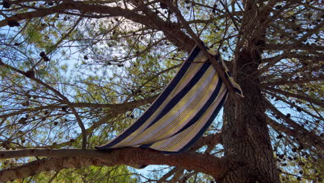 towel hanging and drying on pine tree branches