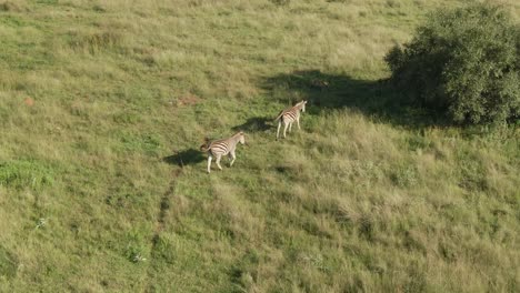 Drone-aerial,-Two-Zebra-walking-on-lush-green-savannah-to-shade-of-a-tree