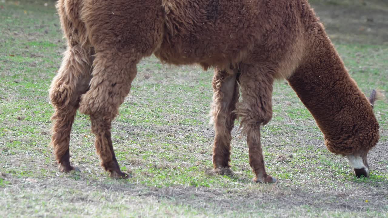 alpaca marrón pastando hierba en el suelo en el zoológico infantil grand park de seúl en gwacheon, seúl, corea del sur