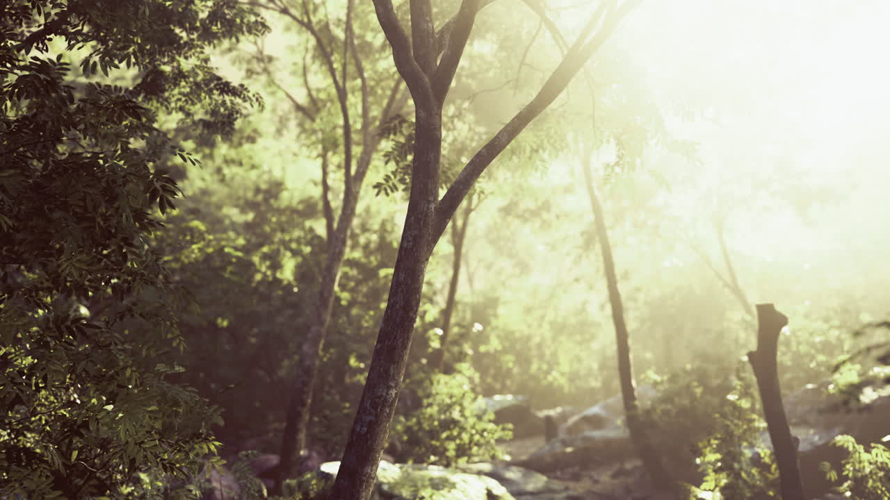 la luz del sol se filtra a través de los árboles en un entorno de bosque sereno al amanecer