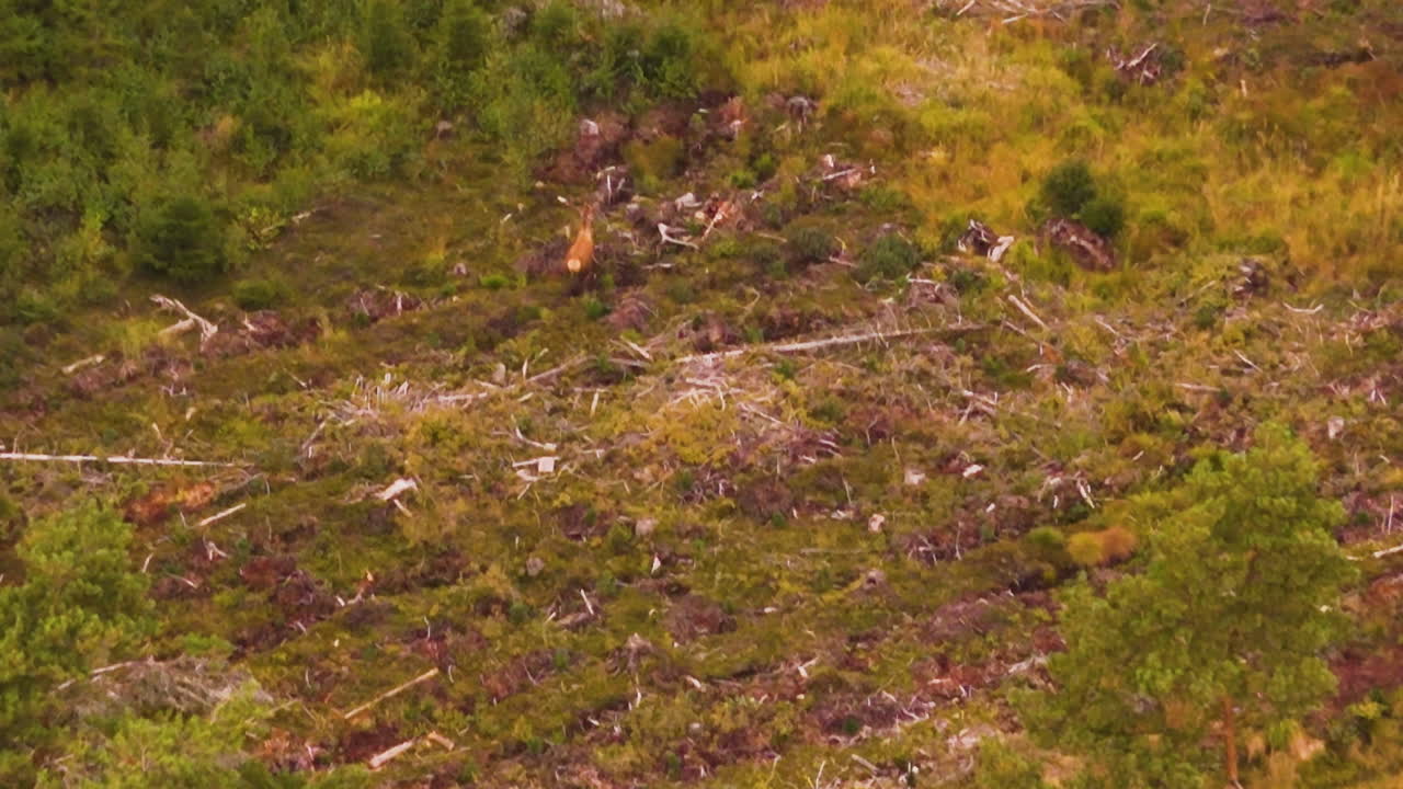 Aerial view of a wild deer walking across deforested farmland in rural Latvia.