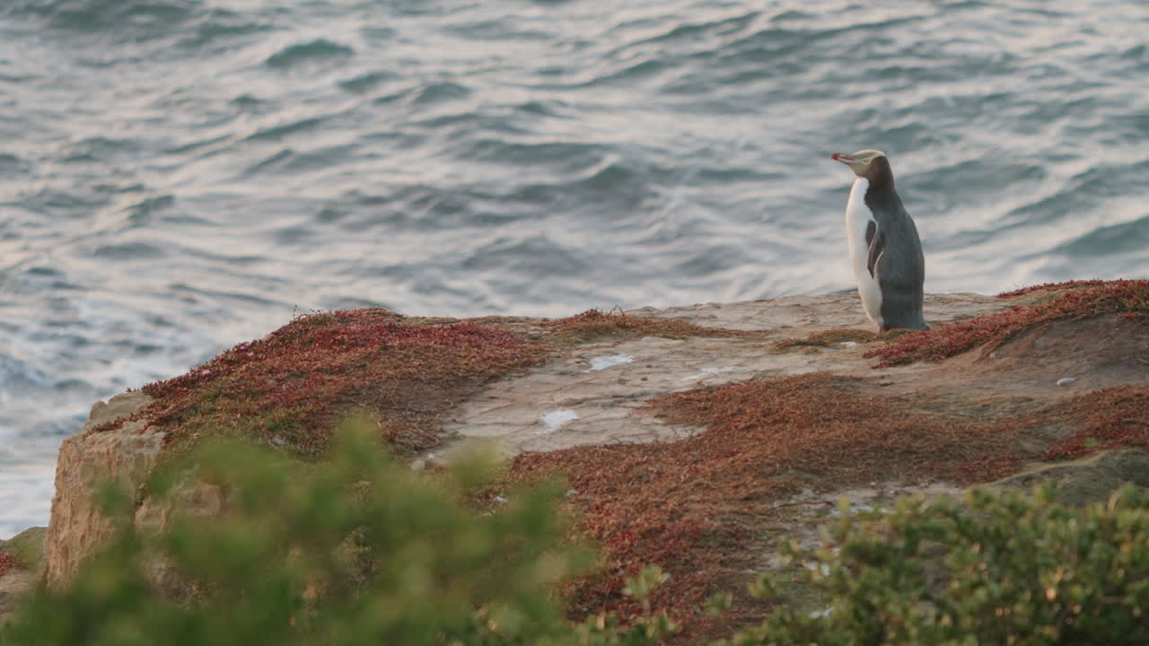 paisaje de un pingüino de ojos amarillos de pie en el acantilado en katiki point, nueva zelanda - ancho