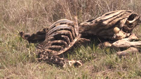 Huesos-Podridos-De-Cadáveres-De-Cebra-Con-Insectos-Enjambres-En-Hierba-De-Sabana