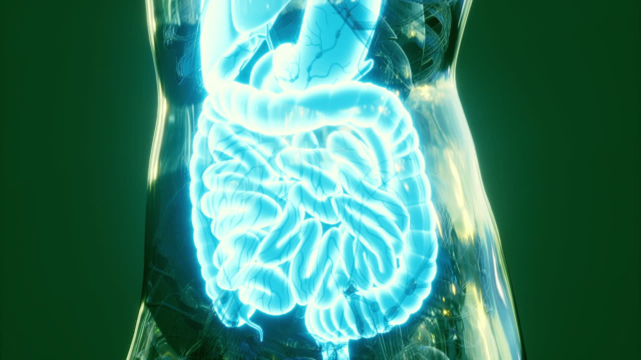 Visual representation of human digestive system anatomy and functions