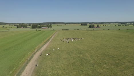 Vista-Aérea-Del-Ganado-Corriendo-En-Un-Campo-Con-Hierba