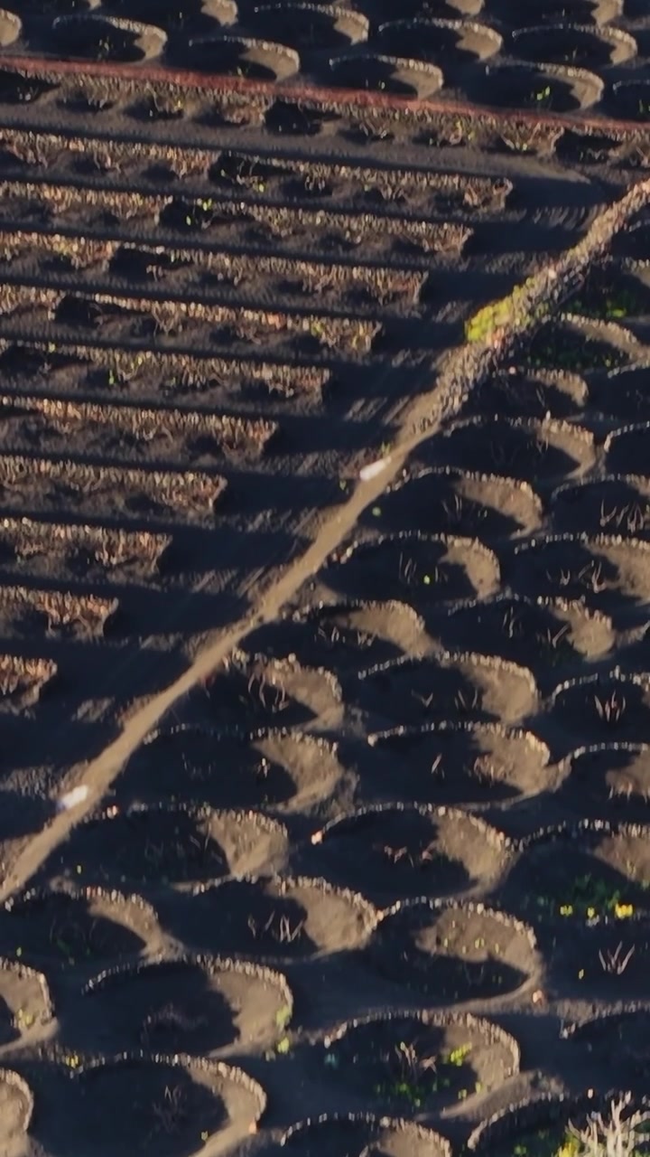Vineyard in volcanic soil on Lanzarote in Spain with circular plots