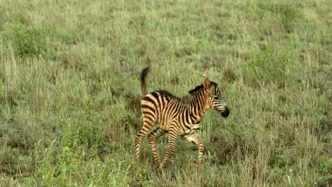 Retrato-De-Una-Cebra-Bebé-En-La-Sabana-Verde-En-El-Parque-Nacional-Tsavo-West,-Kenia