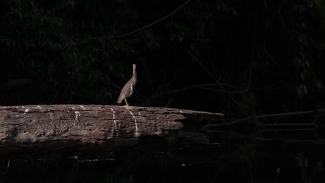 a lone chinese pond heron ardeola bacchus is ready to roost while perching on a fallen log by the river.