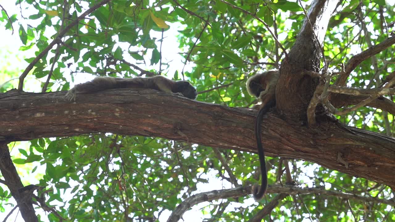 dos tamarinos de patas blancas relajándose en una rama en la selva tropical, arreglándose, cámara lenta
