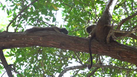 two white footed tamarin relaxing on branch in tropical rainforest, grooming themself, slow motion