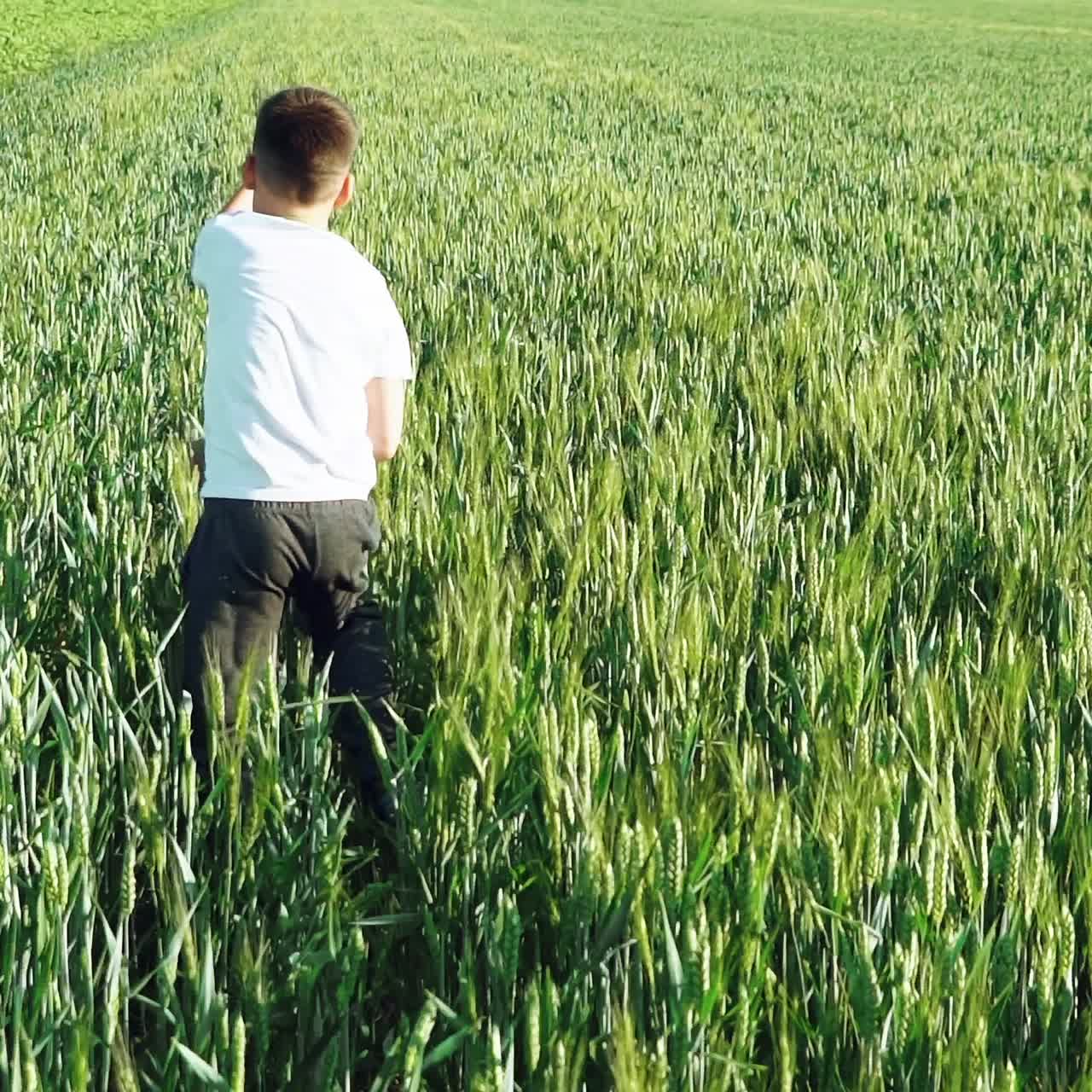 boy with his back is running over the wheat in the field in the afternoon in warm weather. Slow motion