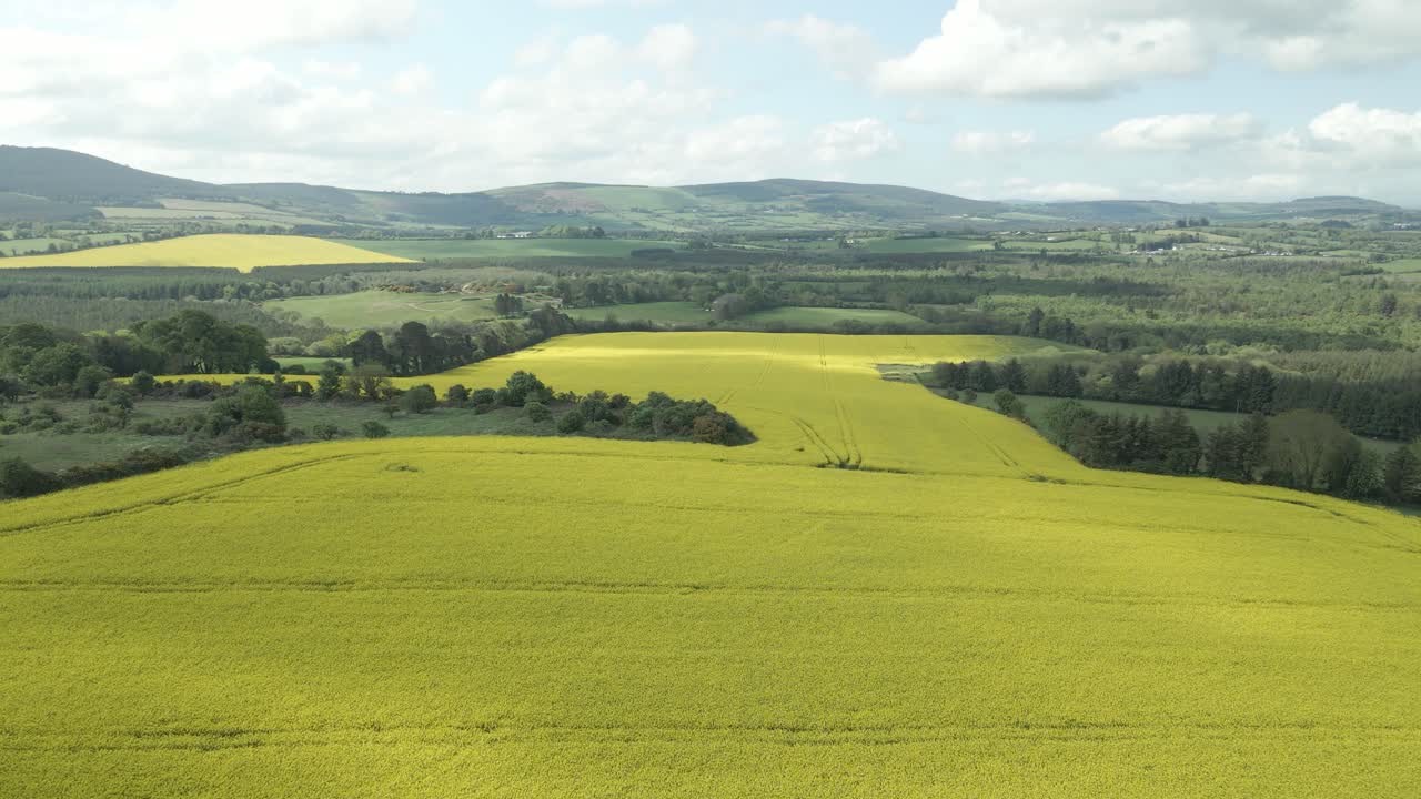 Rapeseeds harvest fields growing vigorously for oil production Wexford Ireland