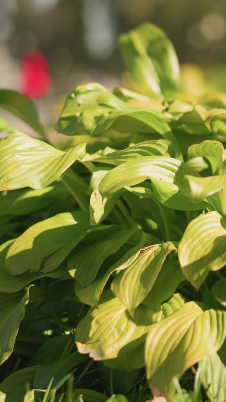 Primer plano de hojas de hosta verdes y texturizadas iluminadas por el sol, follaje acanalado en capas en un jardín sombreado, contornos curvos y venas resaltados por el cálido sol de la tarde, fondo bokeh suave, tranquilidad meditativa