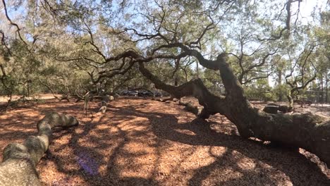 Riesiger-Ast-Der-Angel-Oak-In-Charleston,-South-Carolina,-Im-Jahr-2024