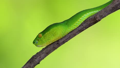 la víbora de labios blancos es una víbora venenosa endémica del sudeste asiático y a menudo se encuentra durante la noche esperando en una rama o rama de un árbol cerca de un cuerpo de agua con muchos alimentos