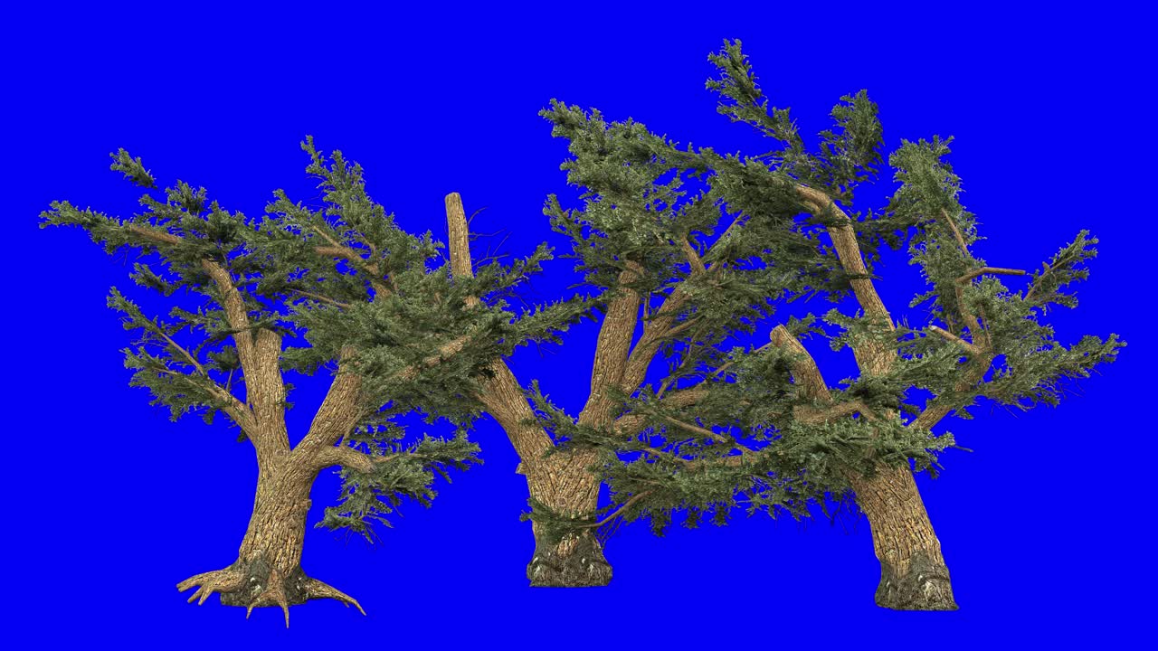 3D cedar of lebanon cluster with wind effect on blue screen 3D animation