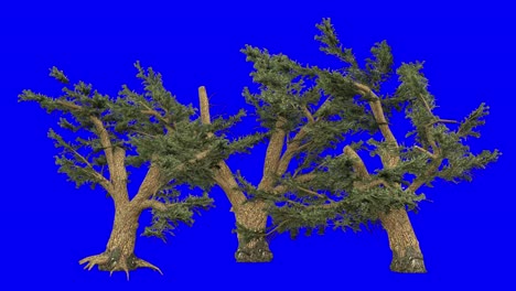 3d cedar of lebanon cluster with wind effect on blue screen 3d animation