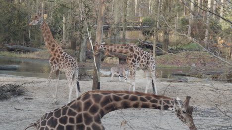 several giraffes, zebra's and reebok antilopes walking around in animal pen in zoo