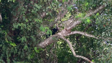 el oso negro asiático bajando de un árbol fructífero, ursus thibetanus, también se llama oso negro asiático