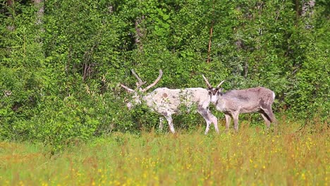 rentiere grasen am rande eines schwedischen waldes