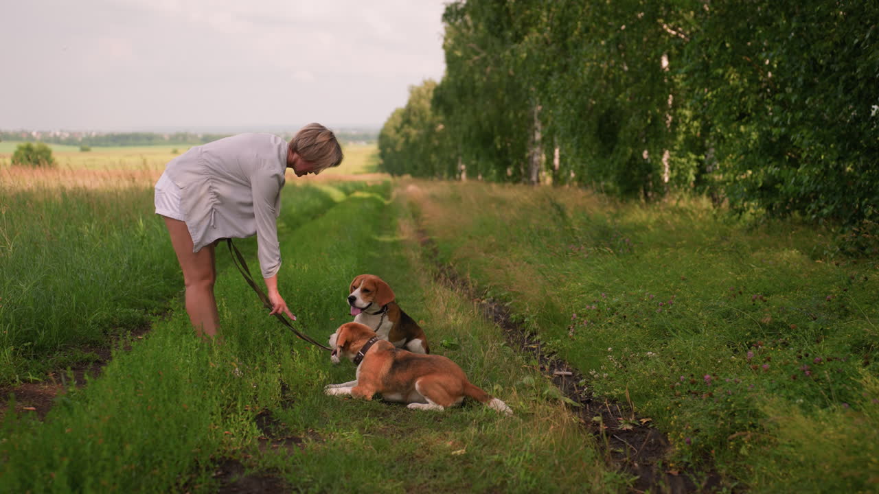 Dog owner instructing two beagles on grassy path, one dog licking her hand, both dogs obediently seated, peaceful summer day, surrounded by lush green fields and trees