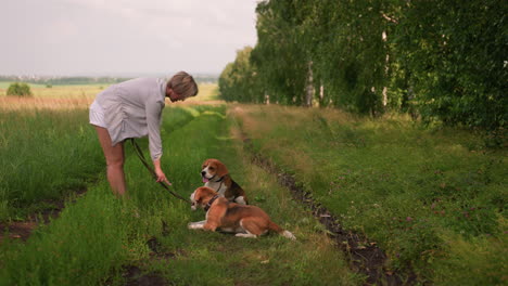 Dog owner instructing two beagles on grassy path, one dog licking her hand, both dogs obediently seated, peaceful summer day, surrounded by lush green fields and trees